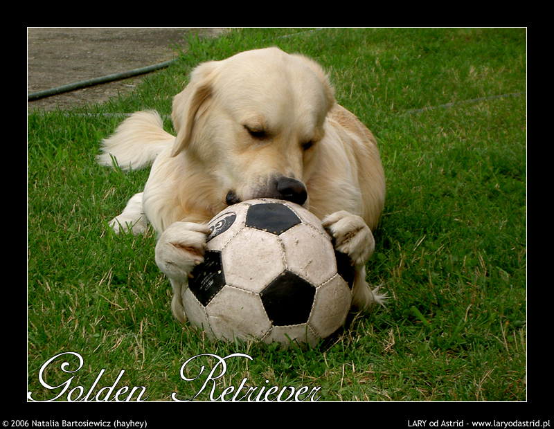 Golden_Retriever_with_ball_by_hayhey[1].jpg